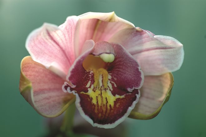 gezgindergi-doga-orkide-dunyasi (17)