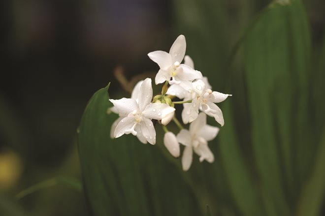 gezgindergi-doga-orkide-dunyasi (2)