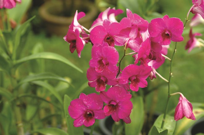 gezgindergi-doga-orkide-dunyasi (3)