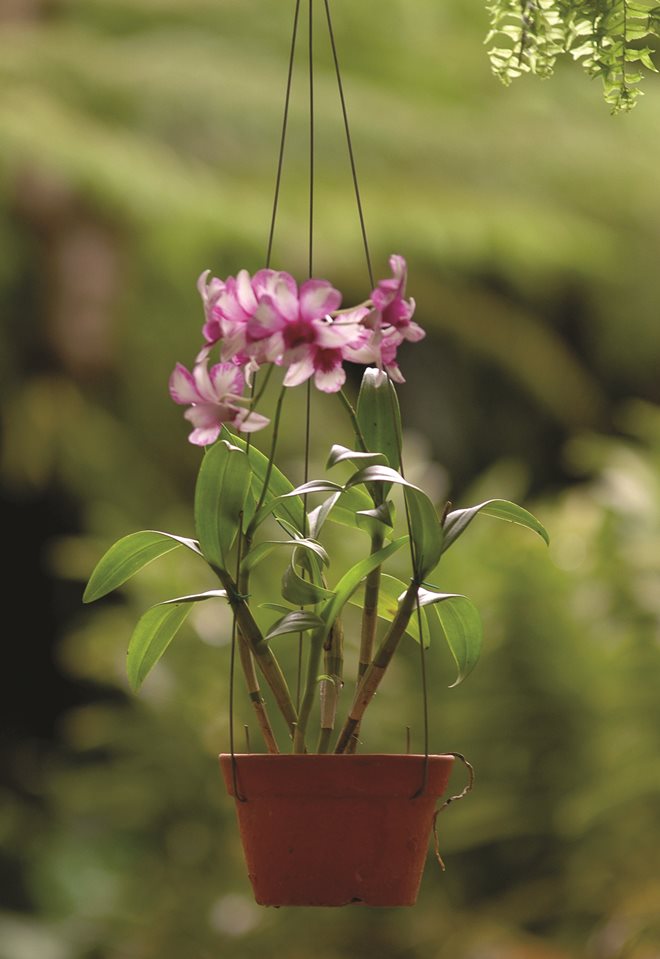 gezgindergi-doga-orkide-dunyasi (7)