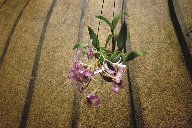 gezgindergi-doga-orkide-dunyasi (8)